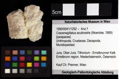 Foto (Objket + Etiketten) von Cracensigillatus acutirostris (Moericke, 1889) 